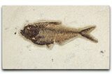 Detailed Fossil Fish (Diplomystus) - Wyoming #349273-1